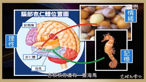 海馬迴再生|海馬迴